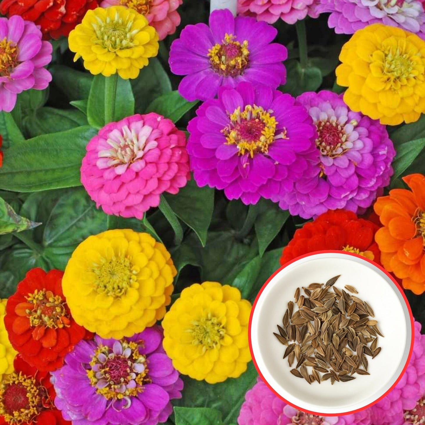 Zinnia Seeds 🌼 (PREMIUM SEEDS) + FREE Plant Growth Booster 🌱 & Supplement