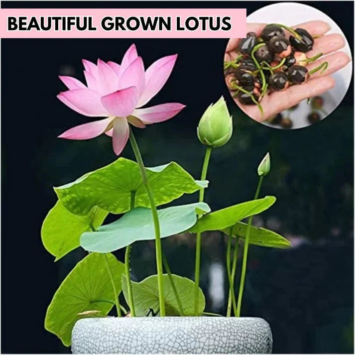 🌸 All-Season Hybrid Japanese Lotus Flower Seeds | 100% IMPORTED | 95% Germination Rate | Dwarf Rainbow Lotus | Kamal Gatta Beej | Exotic Premium Variety 🌸