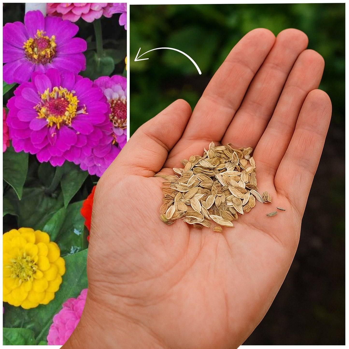 Zinnia Seeds 🌼 (PREMIUM SEEDS) + FREE Plant Growth Booster 🌱 & Supplement