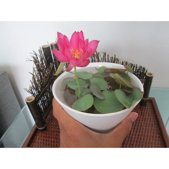 🌸 All-Season Hybrid Japanese Lotus Flower Seeds | 100% IMPORTED | 95% Germination Rate | Dwarf Rainbow Lotus | Kamal Gatta Beej | Exotic Premium Variety 🌸