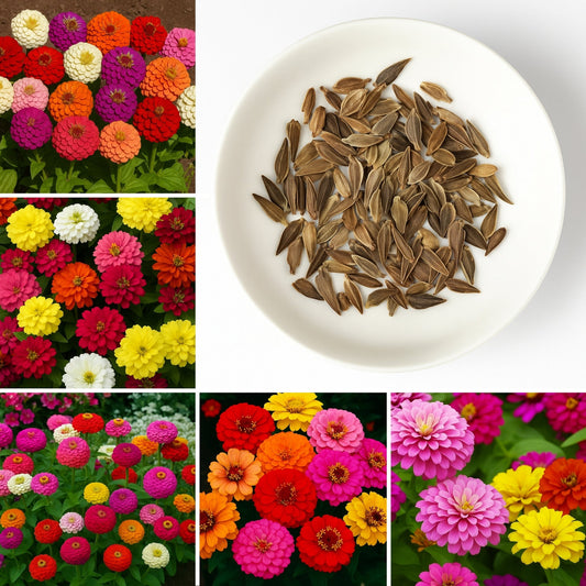 Zinnia Seeds 🌼 (PREMIUM SEEDS) + FREE Plant Growth Booster 🌱 & Supplement