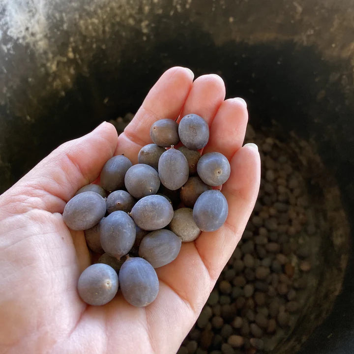 🌸 All-Season Hybrid Japanese Lotus Flower Seeds | 100% IMPORTED | 95% Germination Rate | Dwarf Rainbow Lotus | Kamal Gatta Beej | Exotic Premium Variety 🌸