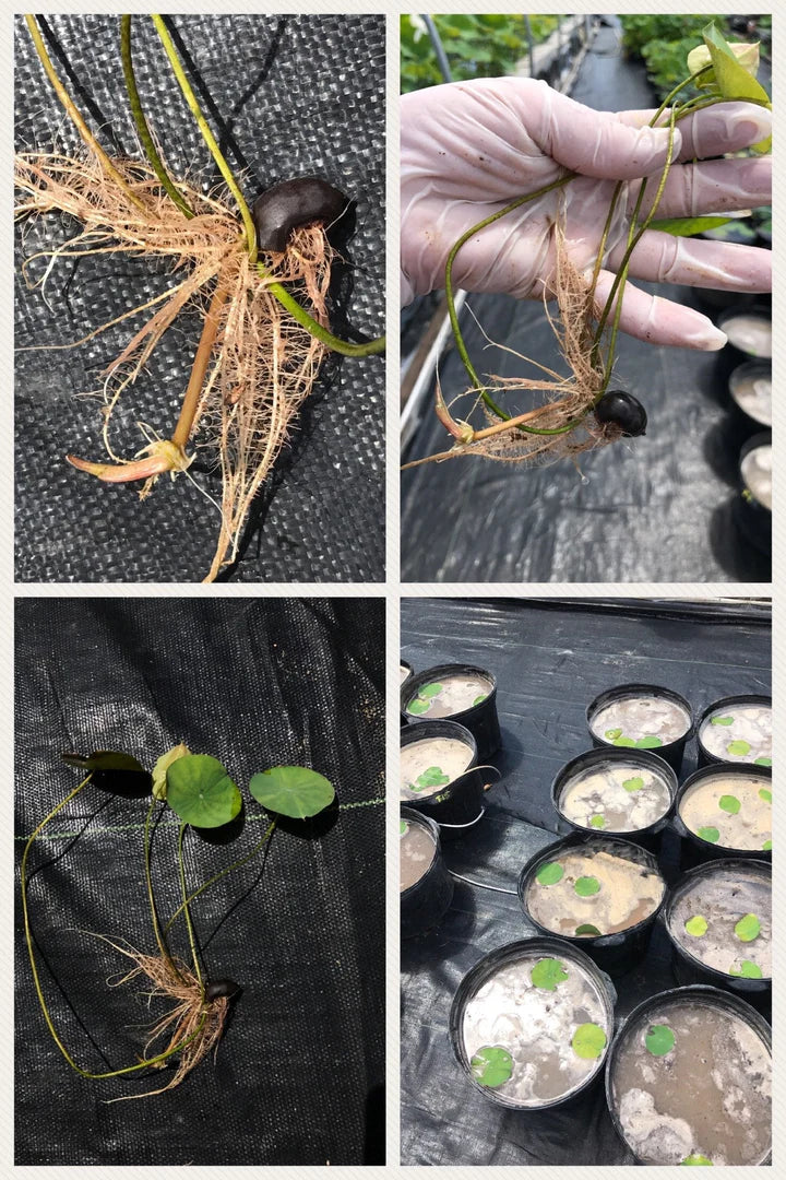 🌸 All-Season Hybrid Japanese Lotus Flower Seeds | 100% IMPORTED | 95% Germination Rate | Dwarf Rainbow Lotus | Kamal Gatta Beej | Exotic Premium Variety 🌸
