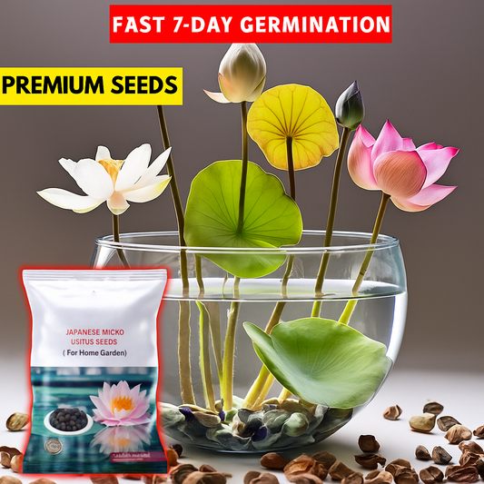 🌸 All-Season Hybrid Japanese Lotus Flower Seeds | 100% IMPORTED | 95% Germination Rate | Dwarf Rainbow Lotus | Kamal Gatta Beej | Exotic Premium Variety 🌸