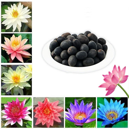🌸 All-Season Hybrid Japanese Lotus Flower Seeds | 100% IMPORTED | 95% Germination Rate | Dwarf Rainbow Lotus | Kamal Gatta Beej | Exotic Premium Variety 🌸